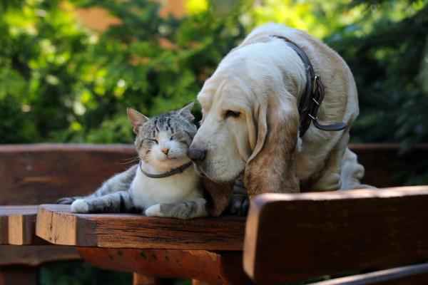 PEQUEÑOS ANIMALES