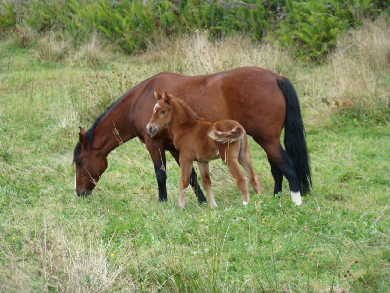 EQUINOS